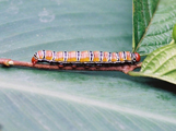 Antheua insignata